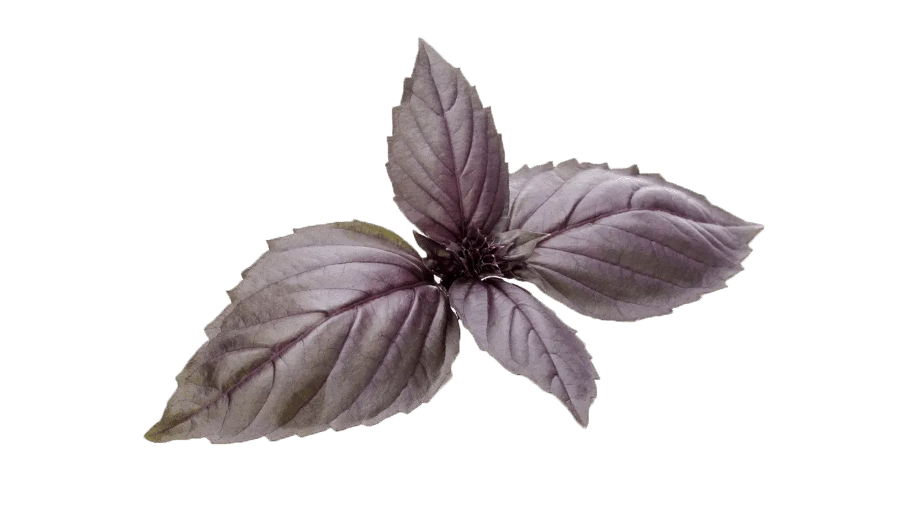 Dark Opal Basil