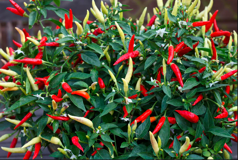 Basket of Fire