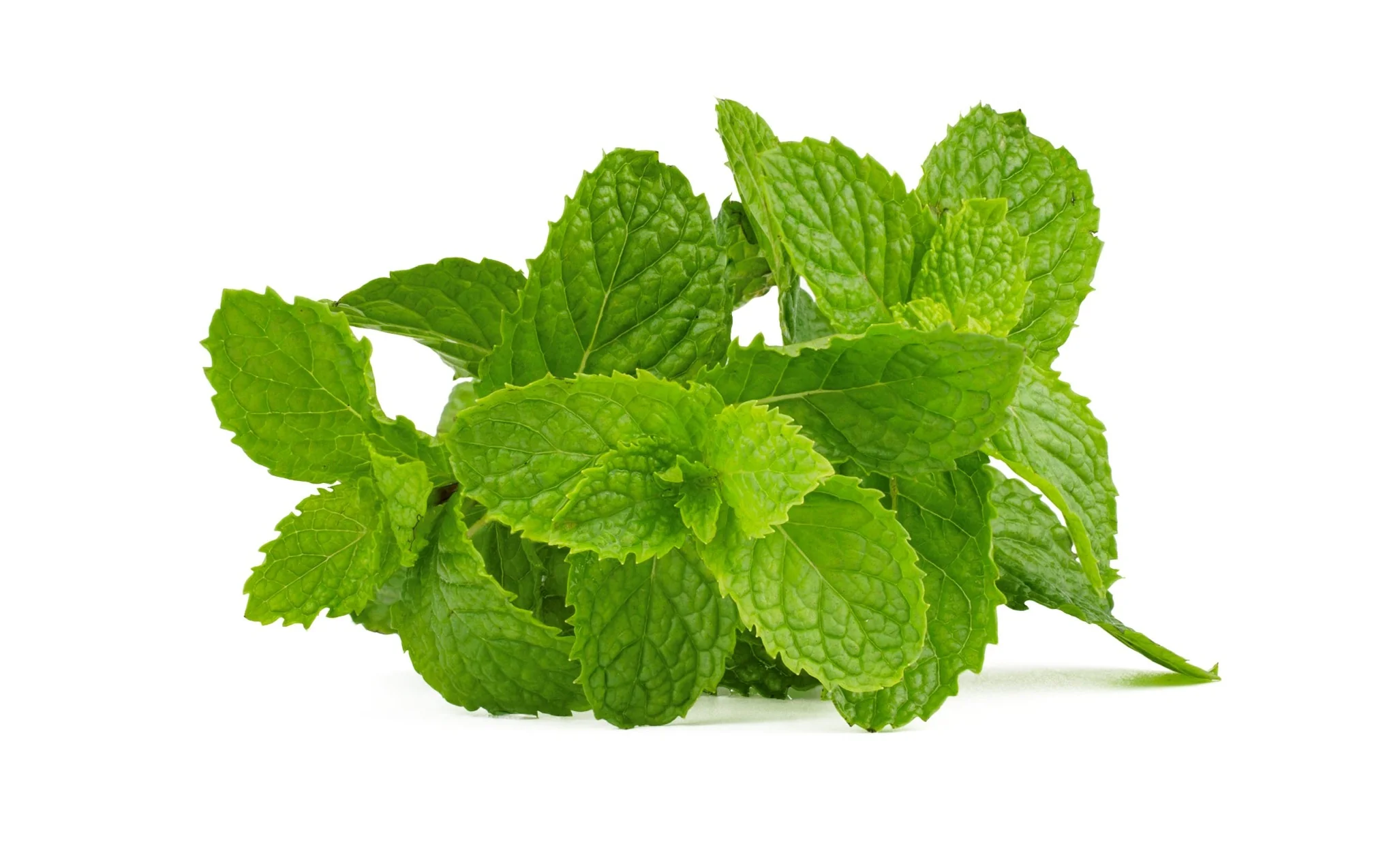 Peppermint