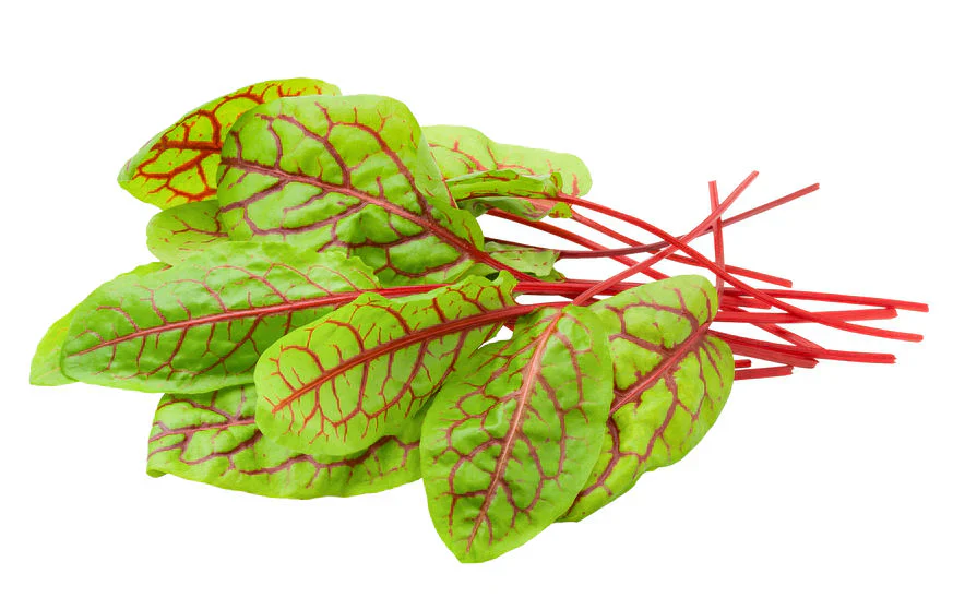 Red Frilled Mizuna Microgreen