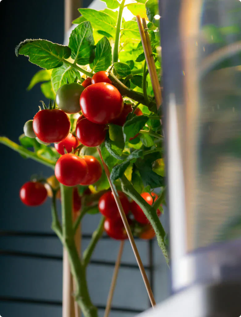 Roma tomato - Image 2
